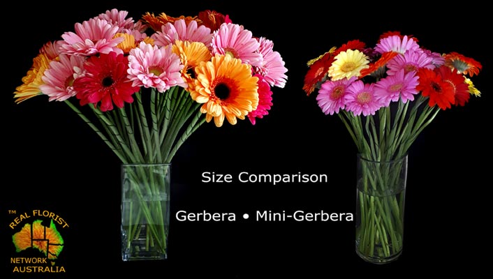 Mini-Gerberas size comparison