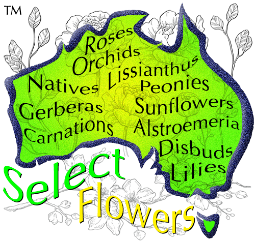 SELECT FLOWERS CALOUNDRA GERBERAS